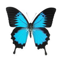 PAPILIO ULYSSES